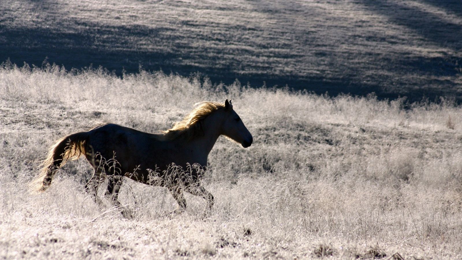 Mighty Horsey