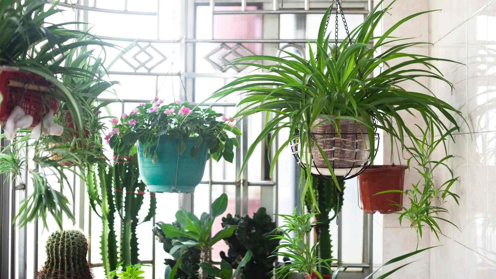What You Need for Your Container Gardening Hobby 1 Container Gardening Hobby