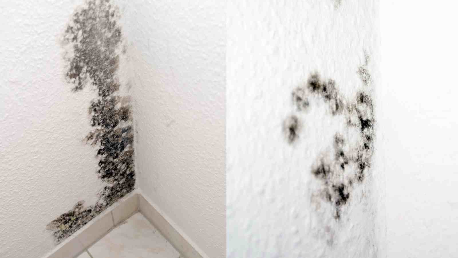 How To Get Rid Of Mildew Smell