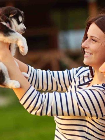 Tips for Getting Your Dog Used to a New Family Member