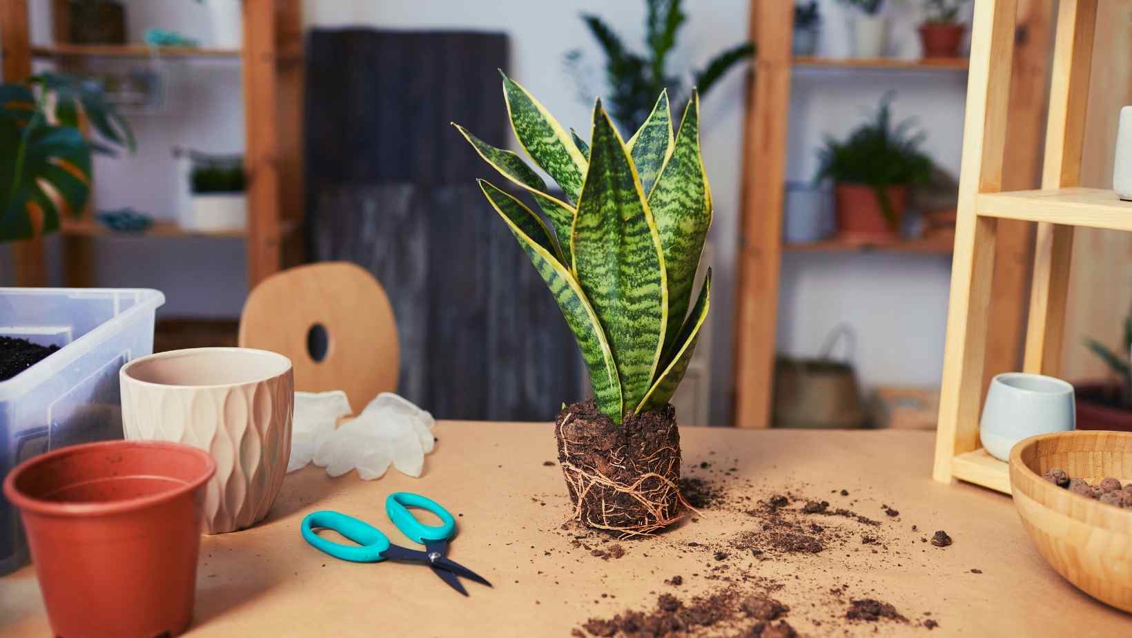 How To Plant In Indoor Ceramic Pots Without Drainage 2 Check if You Need a Container