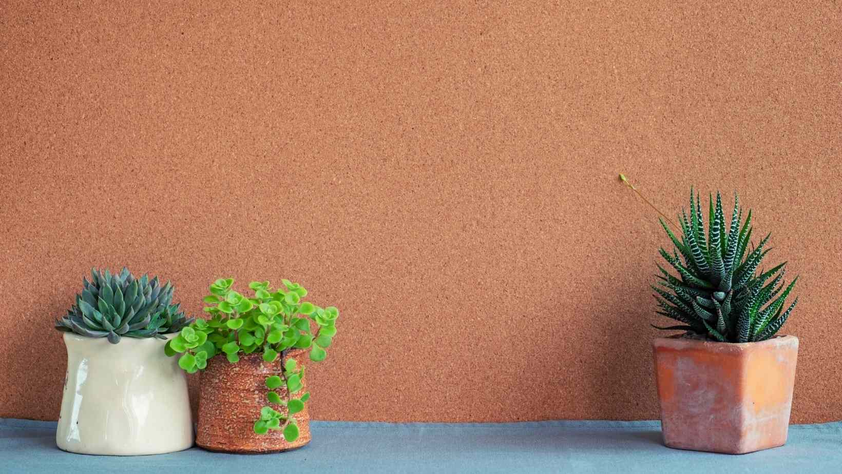 How To Plant In Indoor Ceramic Pots Without Drainage 1 Indoor Ceramic Pots