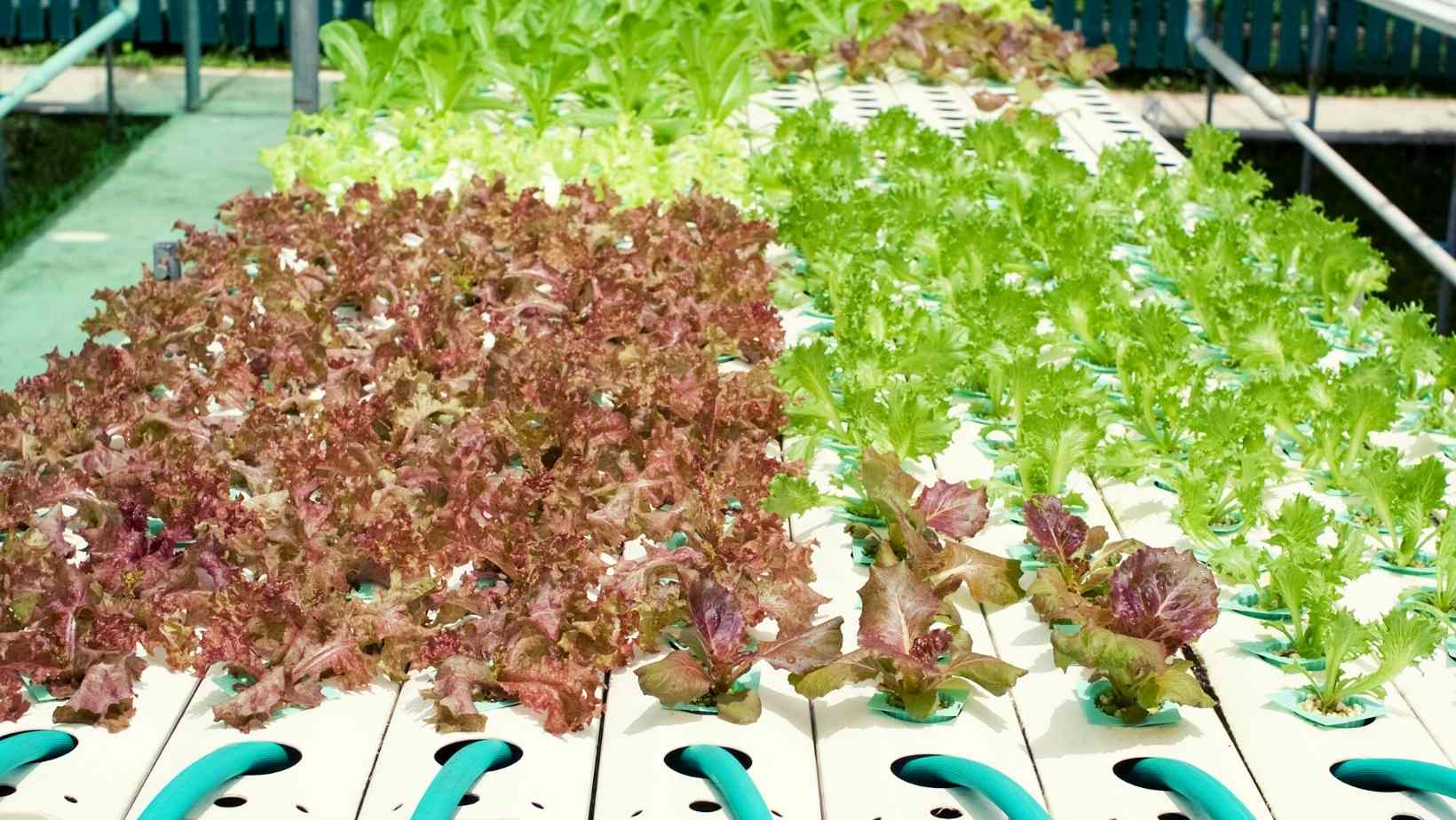 Tips To Plan Before Starting Your Own Hydroponic Garden 2 Choosing A Hydroponic System