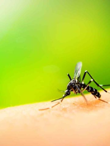 Things You Didn't Know About Mosquitoes