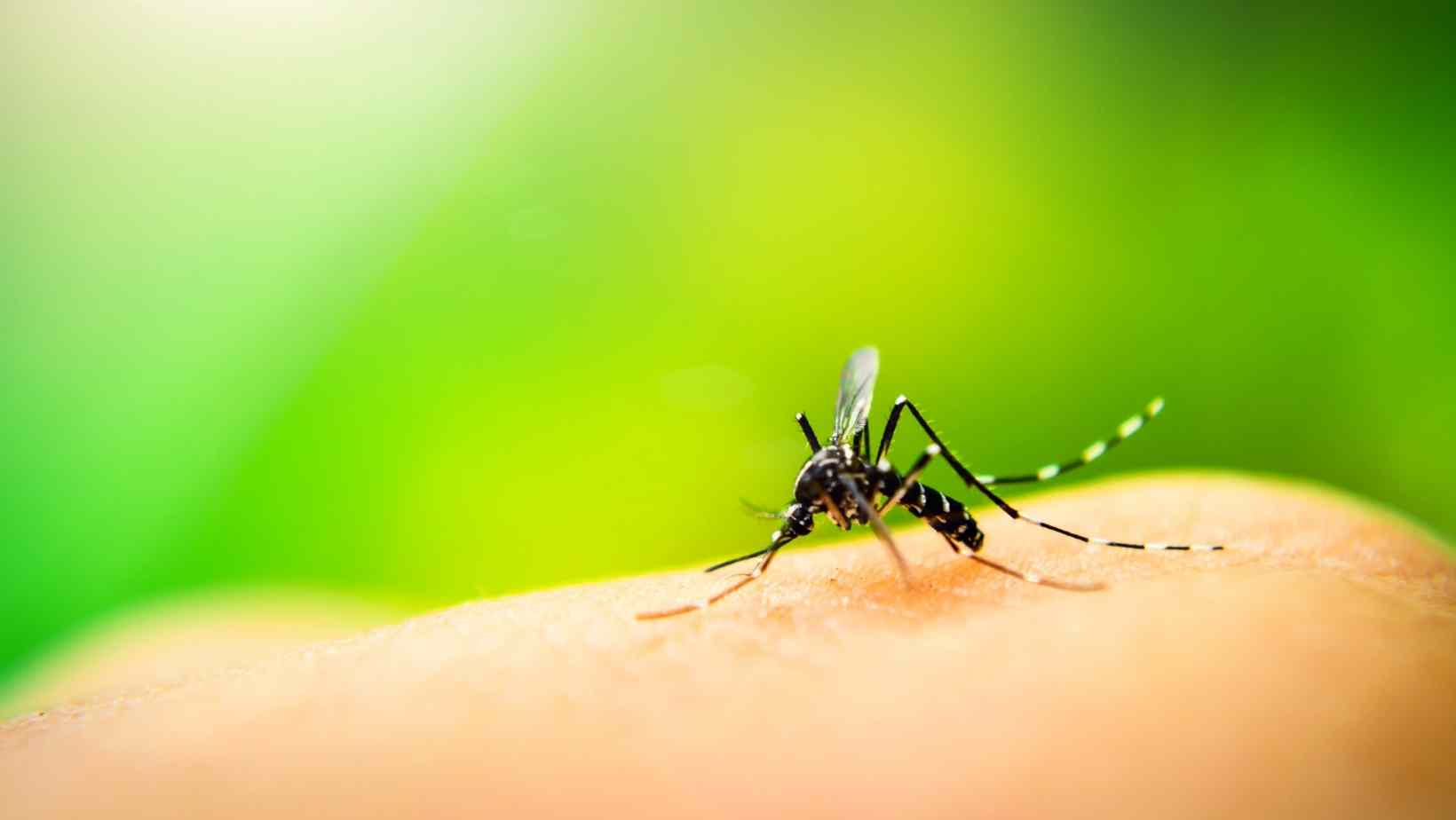 Things You Didn't Know About Mosquitoes