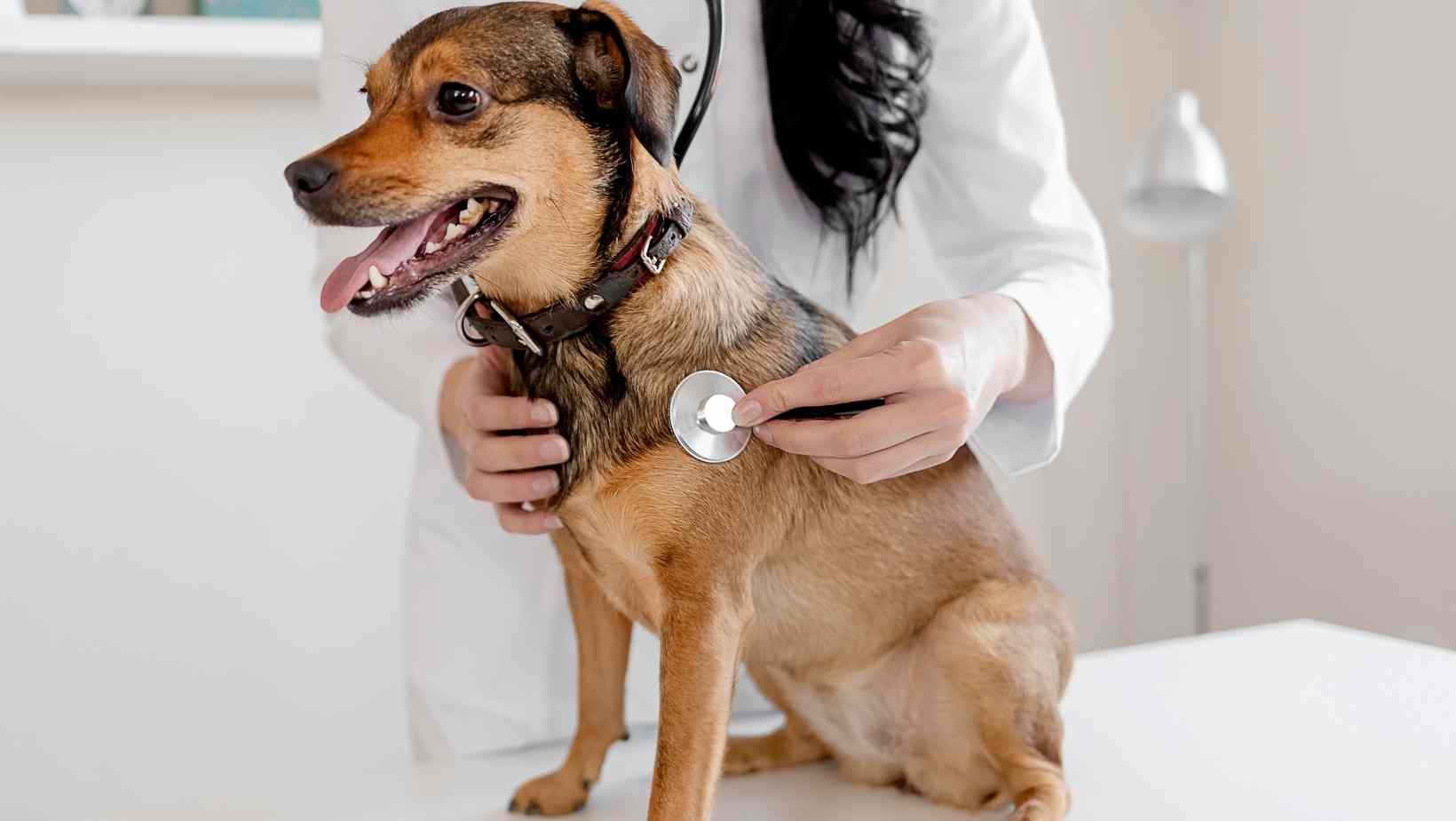 Keep a first-aid kit for your pet