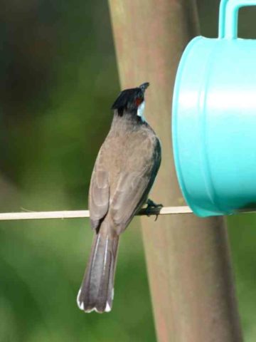 DIY Bird Feeder