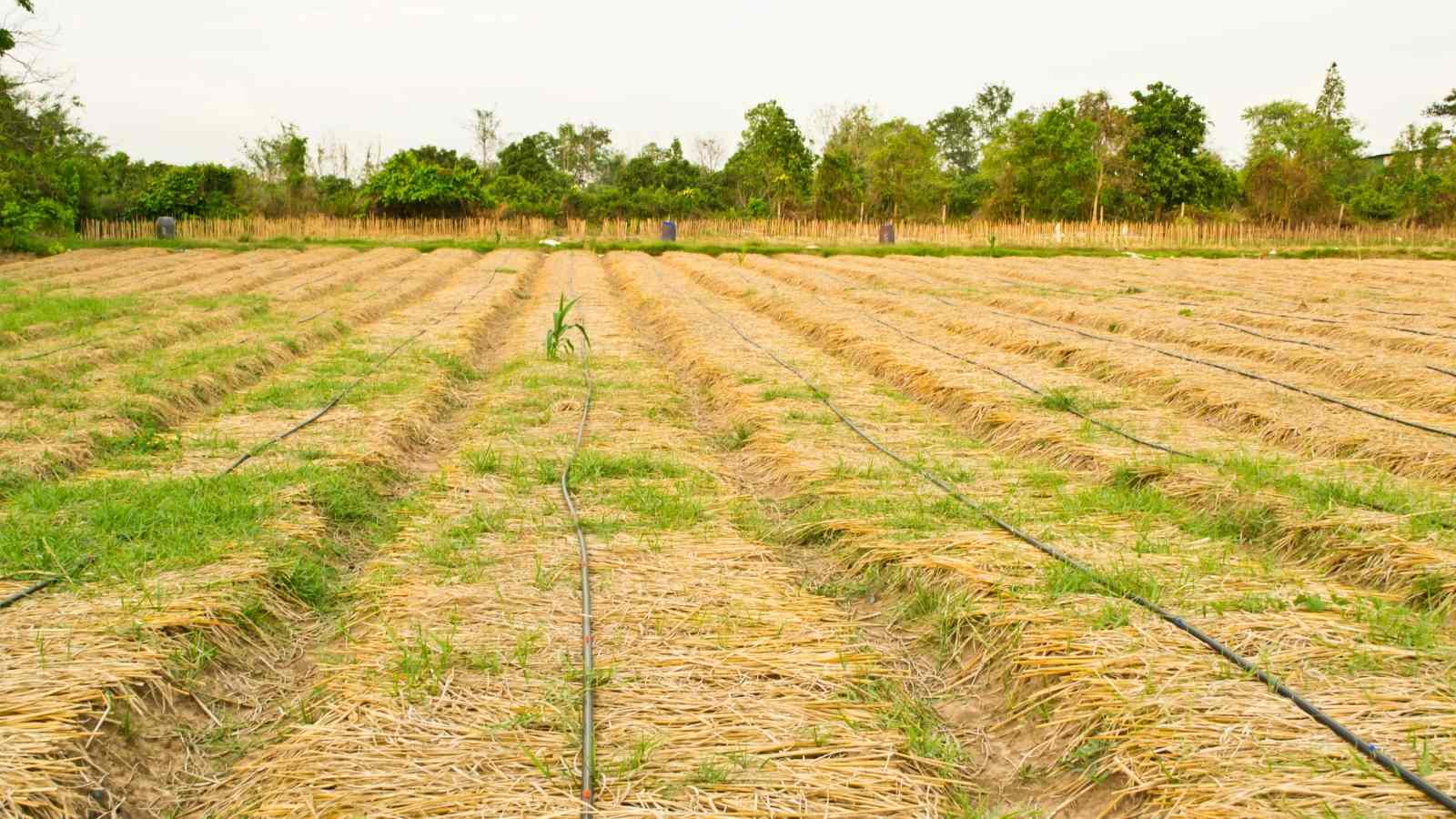 Family's Plot of Land